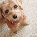 犬が飼い主に『期待…