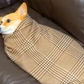 犬が丁寧に包まれて…