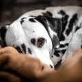 犬が飼い主に寄り添…
