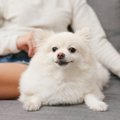 犬が飼い主に『くっ…