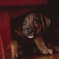 犬が飼い主から隠れ…