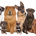 犬の危険な『座り方…