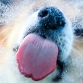 犬が冬に気をつける…
