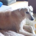 【Laylaの個別リーデ…