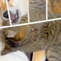 犬のことを愛しすぎ…