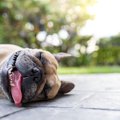 犬が『暑さを感じて…