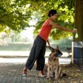 犬のウンチの量はど…