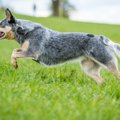 『長生きする犬』の…