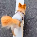 散歩中によくぶつか…