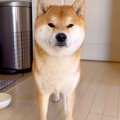 ご飯を食べない犬→『…