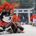 愛犬と『参拝できる…