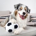 犬とボール遊び！ボ…