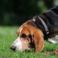 犬が散歩中にニオイ…
