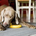 犬にバナナを与える3…
