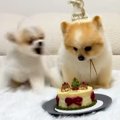 犬の誕生日をケーキ…