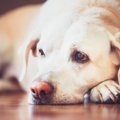 犬に『好きなこと』…