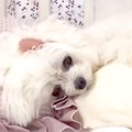 大好きなお父さんが…