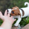 子犬の甘噛みをやめ…