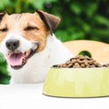 なぜ犬は『食べるこ…