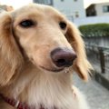 犬の『鼻水』注意す…