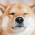 犬が鼻を鳴らす理由…