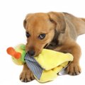 愛犬の「唸り」をや…