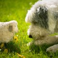 愛犬はどう？犬が『…