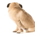 犬が『見向きもしな…