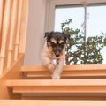 犬は室内飼いしたほ…