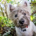 犬がよくする「ドジ…