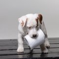 犬が『食糞』してし…