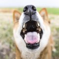 犬から異臭がすると…