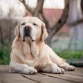 『大型犬』の寿命が…