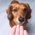 犬にぴったりの薬の…