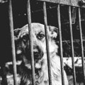 犬を「攻撃的な性格…