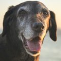 老犬にイキイキ過ご…