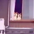 隣の家にお邪魔した…