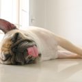 犬の『舌』でわかる…