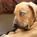 犬はボーダーやスト…