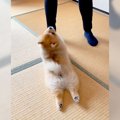 遊んでほしい犬がし…