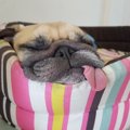 犬の変顔大集合！ブ…