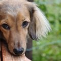犬が『機嫌が悪いか…