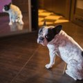 犬は「鏡に映った自…