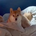 生まれて初めてお母…