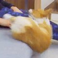 ソファの端でくつろ…