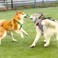 犬とドッグランに出…