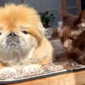 おじいちゃん犬とお…