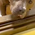 お風呂場におもちゃ…