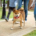 犬が『ゆっくりと歩…