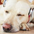 犬のストレスを軽減…